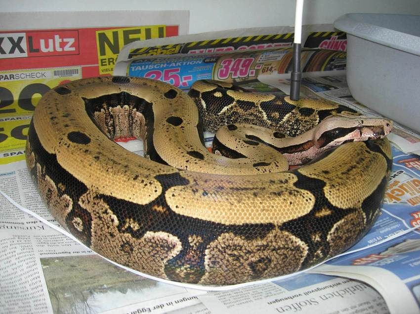14 | Stöckl - Die Nr.1 Boa constrictor Seite im Internet